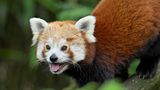 Die Kleinen (oder Roten) Pandas der Gattung Ailurus leben im östlichen Himalaya und im Südwesten Chinas. Sie ernähren sich überwiegend von Bambus – wie die Großen Pandas, mit denen sie aber nicht näher verwandt sind. Die Tierart ist laut Roter Liste bedroht; nach Schätzungen leben in Freiheit nur noch rund 10.000 Exemplare.