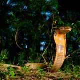 Die Königskobra ist – anders als der Name vermuten lässt – keine Echte Kobra, sondern die einzige Art der Gattung Ophiophagus. Die Art ist mit einer maximalen Länge von mehr als fünf Metern die längste Giftschlange der Welt – und gehört zu den längsten Schlangen überhaupt. Die Reptilien ernähren sich fast ausschließlich von anderen Schlangen und Echsen und kommen in weiten Teilen Südostasiens vor.