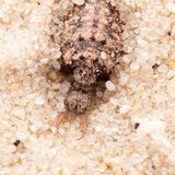 Wie der Ameisenlöwe (Familie der Myrmeleontidae) zu seinem Namen kam, wird klar, wenn man sich die Larve des Fluginsekts anschaut. Die lebt nämlich am Grund von selbst gegrabenen Sandtrichtern und lauert Ameisen auf, die hineinrutschen. Im Deutschen wird das fertig entwickelte Fluginsekt auch "Ameisenjungfer" genannt. Demgegenüber gibt es in vielen anderen Sprachen nur die entsprechende Übersetzung des Wortes "Ameisenlöwe" als alleinige Bezeichnung für die ganze Tiergruppe und alle Entwicklungsstadien.