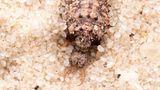 Wie der Ameisenlöwe (Familie der Myrmeleontidae) zu seinem Namen kam, wird klar, wenn man sich die Larve des Fluginsekts anschaut. Die lebt nämlich am Grund von selbst gegrabenen Sandtrichtern und lauert Ameisen auf, die hineinrutschen. Im Deutschen wird das fertig entwickelte Fluginsekt auch "Ameisenjungfer" genannt. Demgegenüber gibt es in vielen anderen Sprachen nur die entsprechende Übersetzung des Wortes "Ameisenlöwe" als alleinige Bezeichnung für die ganze Tiergruppe und alle Entwicklungsstadien.
