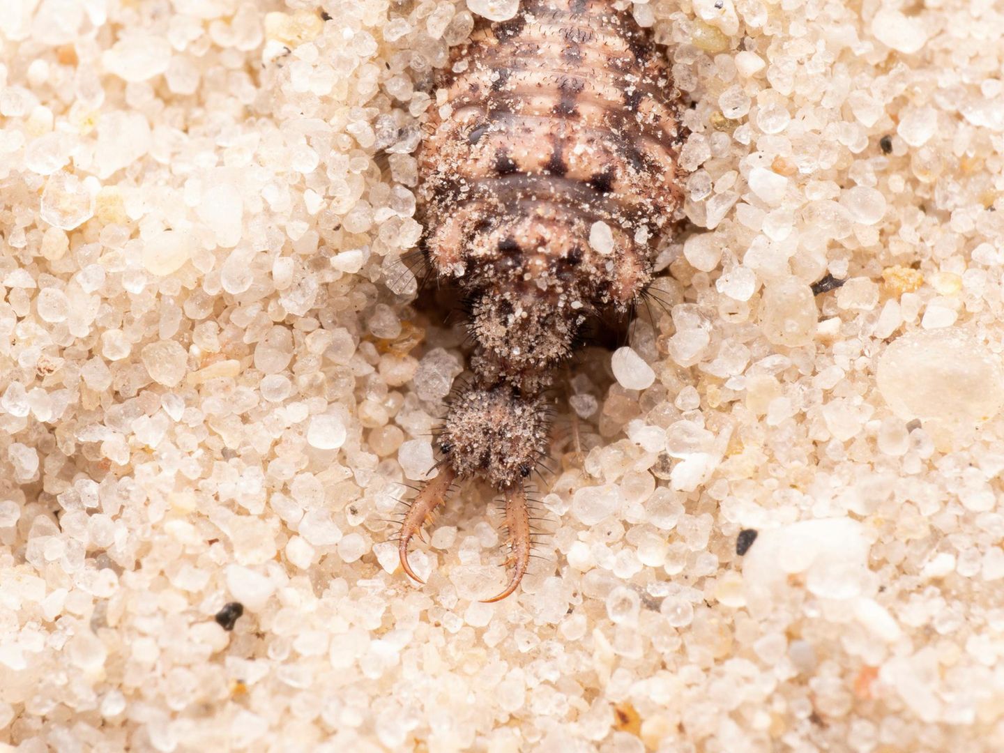 Ameisenlöwe Wie der Ameisenlöwe (Familie der Myrmeleontidae) zu seinem Namen kam, wird klar, wenn man sich die Larve des Fluginsekts anschaut. Die lebt nämlich am Grund von selbst gegrabenen Sandtrichtern und lauert Ameisen auf, die hineinrutschen. Im Deutschen wird das fertig entwickelte Fluginsekt auch "Ameisenjungfer" genannt. Demgegenüber gibt es in vielen anderen Sprachen nur die entsprechende Übersetzung des Wortes "Ameisenlöwe" als alleinige Bezeichnung für die ganze Tiergruppe und alle Entwicklungsstadien.