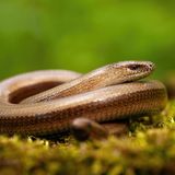 Blindschleichen (Anguis fragilis) sind – anders als der Name vermuten lässt – nicht blind. Vermutlich verdanken sie ihren Namen ihrem metallischen Aussehen: Das Wort "blind" geht auf das althochdeutsche "plint" zurück, was so viel bedeutet wie "blendend" oder "glänzend". Ein anderer, weit verbreiteter Irrtum ist, dass die schlangenähnlichen Tiere Schlangen seien. In Wahrheit handelt es sich um Echsen, deren Beine im Lauf der Evolution zurückgebildet wurden.