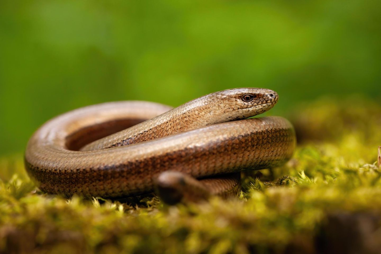 Blindschleiche Blindschleichen (Anguis fragilis) sind – anders als der Name vermuten lässt – nicht blind. Vermutlich verdanken sie ihren Namen ihrem metallischen Aussehen: Das Wort "blind" geht auf das althochdeutsche "plint" zurück, was so viel bedeutet wie "blendend" oder "glänzend". Ein anderer, weit verbreiteter Irrtum ist, dass die schlangenähnlichen Tiere Schlangen seien. In Wahrheit handelt es sich um Echsen, deren Beine im Lauf der Evolution zurückgebildet wurden.
