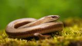 Blindschleichen (Anguis fragilis) sind – anders als der Name vermuten lässt – nicht blind. Vermutlich verdanken sie ihren Namen ihrem metallischen Aussehen: Das Wort "blind" geht auf das althochdeutsche "plint" zurück, was so viel bedeutet wie "blendend" oder "glänzend". Ein anderer, weit verbreiteter Irrtum ist, dass die schlangenähnlichen Tiere Schlangen seien. In Wahrheit handelt es sich um Echsen, deren Beine im Lauf der Evolution zurückgebildet wurden.