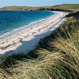 European Beachgrass grasses (Ammophila arenaria) and Great Bay, England, Isles of Scilly, St Martin's