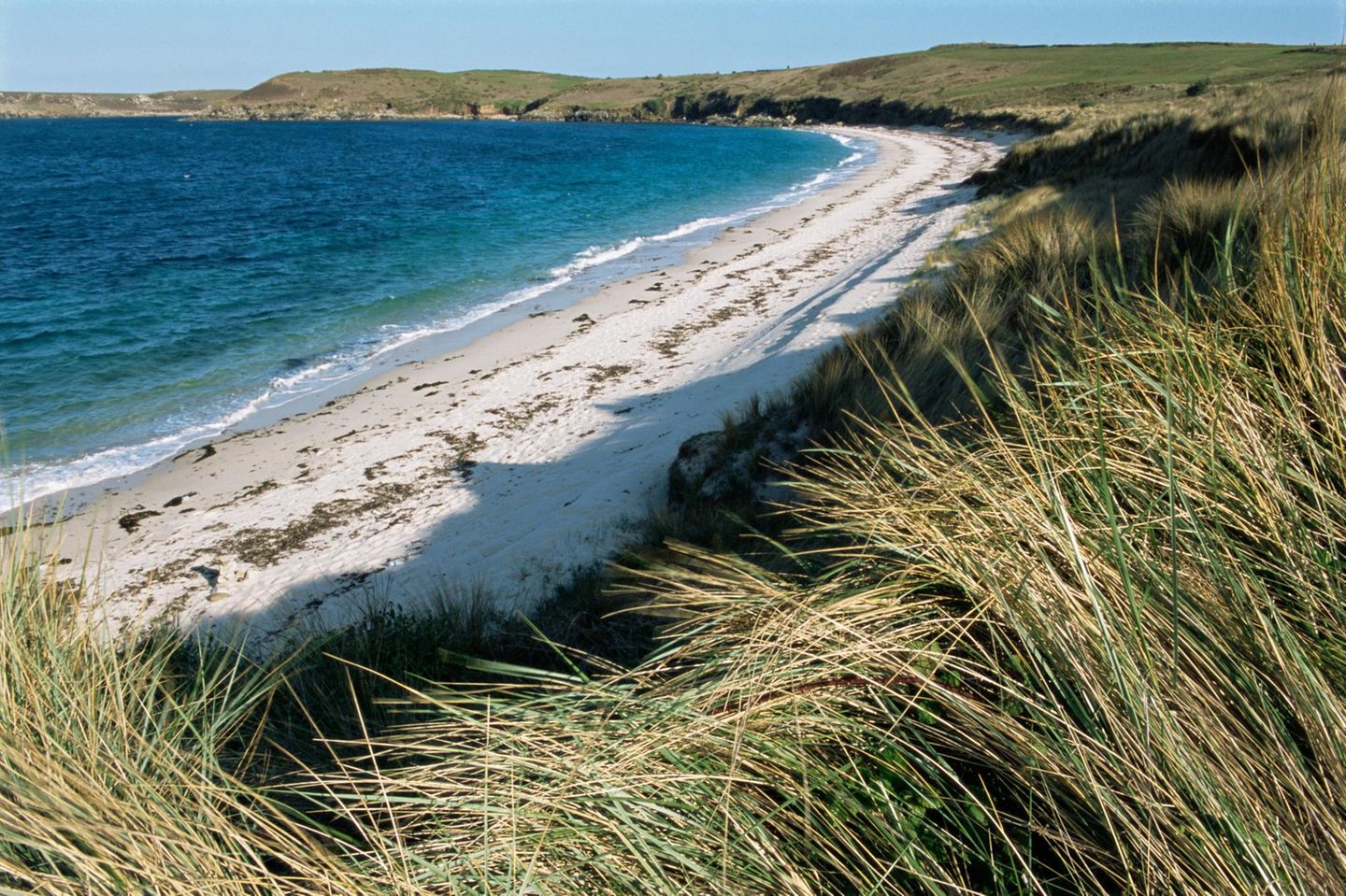 Isles of Scilly, England European Beachgrass grasses (Ammophila arenaria) and Great Bay, England, Isles of Scilly, St Martin's
