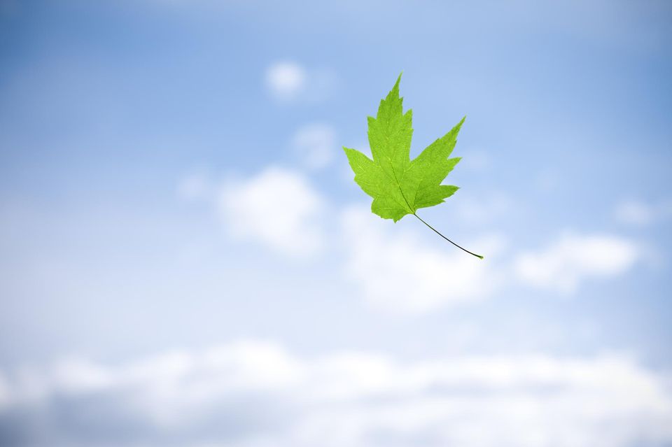Je symmetrischer ein Blatt ist, desto schneller sinkt es zu Boden – und desto geringer die Wahrscheinlichkeit, dass es vom Wind weggetragen wird