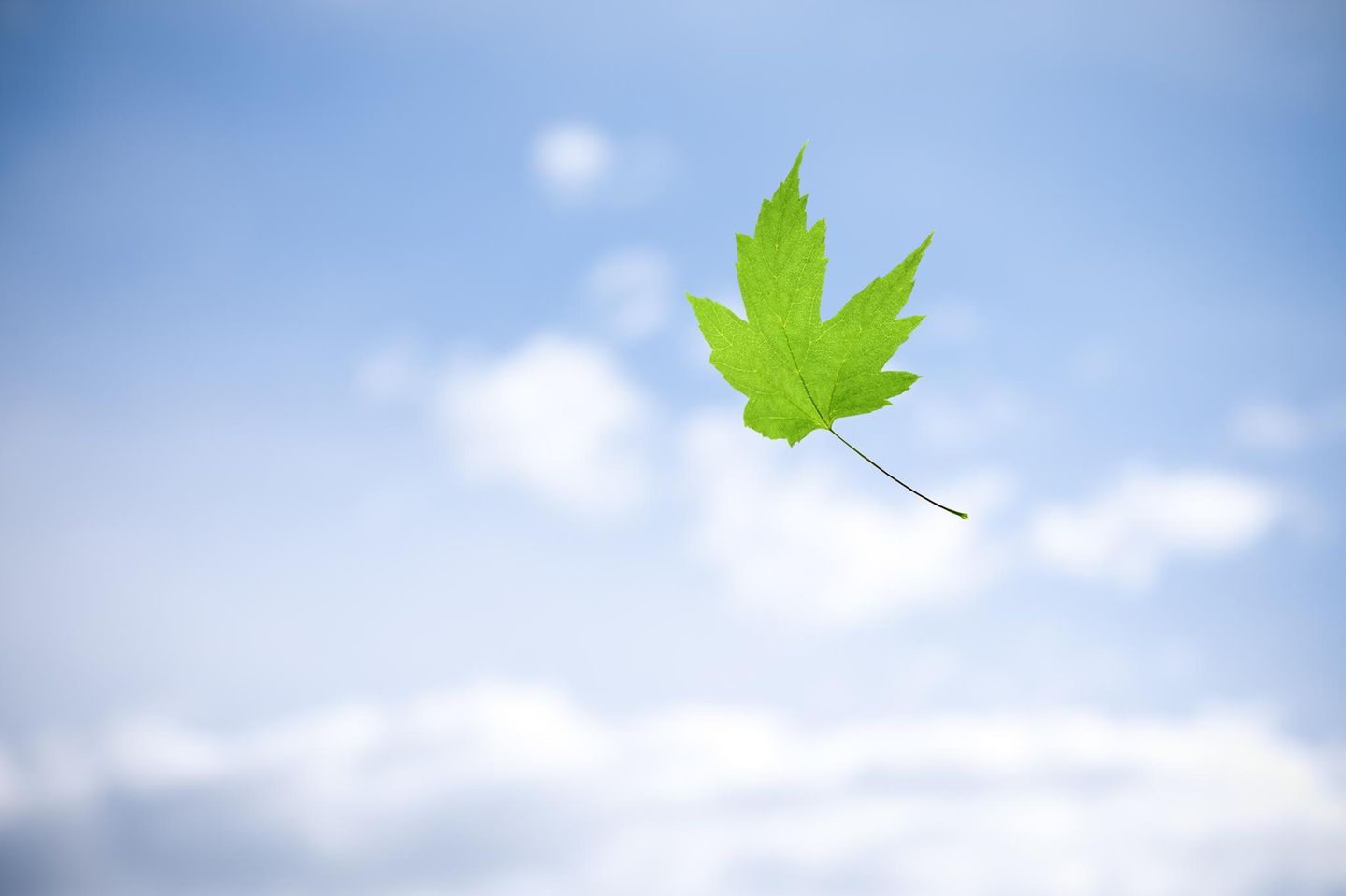 Je symmetrischer ein Blatt ist, desto schneller sinkt es zu Boden – und desto geringer die Wahrscheinlichkeit, dass es vom Wind weggetragen wird