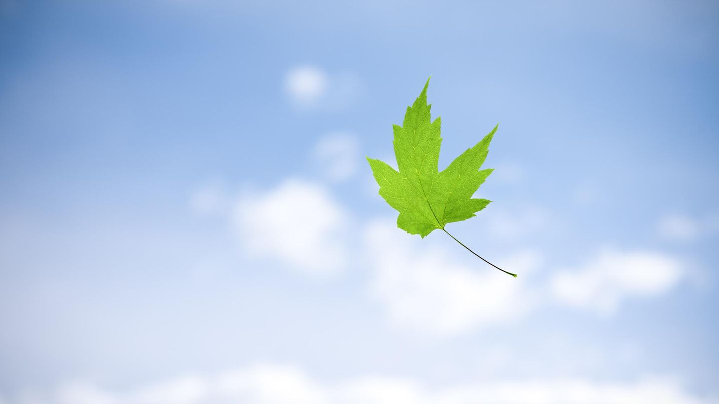 Geometrie-Wie-die-Blatt-Form-den-Fall-beeinflusst-und-wozu-das-den-B-umen-n-tzt
