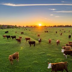 Kühe auf einer Weide im Sonnenuntergang