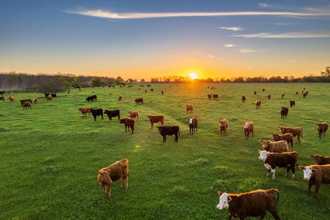Kühe auf einer Weide im Sonnenuntergang