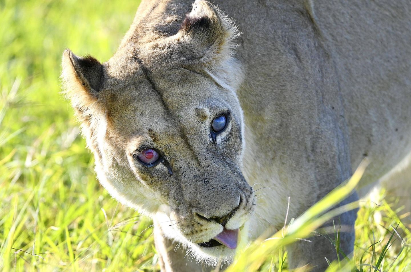 Warum hat diese Löwin verschiedenfarbige Augen? Weil Erkrankungen sie erblinden lassen. Auf dem rechten Auge hat "Josie" bereits ihre Sehkraft verloren, auf dem linken sieht sie nur noch schemenhaft. Das hohe Alter von fast 17 Jahren hat der Löwin sichtlich zugesetzt. Für eine Raubkatze ihrer Art ist diese Lebensdauer keinesfalls normal. Weibchen werden in der Regel 15 bis 16 Jahre alt, Männchen hingegen nur bis zu 12 Jahre. Ein Grund dafür ist das soziale Netz der Löwinnen: Sie bleiben oft ihr Leben lang in dem Rudel, in dem sie geboren wurden. Können sie nicht mehr jagen, werden sie von ihrer Sippe mitversorgt. Auch Josie ist nicht allein, ihre beiden Töchter Duffy und Dawn geben auf sie acht und teilen ihre Beute mit ihr. Die drei leben im Addo Elephant National Park in der Provinz Eastern Cape in Südafrika. Er wurde 1931 gegründet und bietet unter anderem Elefanten, Büffeln, Leoparden und Antilopen einen sicheren Lebensraum. Josie genießt im Park Sonderstatus: Besucher werden gebeten, ihr genug Platz zu lassen, wenn sie Straßen überquert. Weil sie kaum noch etwas sieht, läuft sie gelegentlich in Autos KW 20