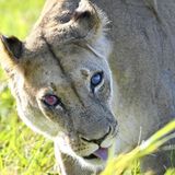 Weil Erkrankungen sie erblinden lassen. Auf dem rechten Auge hat "Josie" bereits ihre Sehkraft verloren, auf dem linken sieht sie nur noch schemenhaft. Das hohe Alter von fast 17 Jahren hat der Löwin sichtlich zugesetzt. Für eine Raubkatze ihrer Art ist diese Lebensdauer keinesfalls normal. Weibchen werden in der Regel 15 bis 16 Jahre alt, Männchen hingegen nur bis zu 12 Jahre. Ein Grund dafür ist das soziale Netz der Löwinnen: Sie bleiben oft ihr Leben lang in dem Rudel, in dem sie geboren wurden. Können sie nicht mehr jagen, werden sie von ihrer Sippe mitversorgt. Auch Josie ist nicht allein, ihre beiden Töchter Duffy und Dawn geben auf sie acht und teilen ihre Beute mit ihr. Die drei leben im Addo Elephant National Park in der Provinz Eastern Cape in Südafrika. Er wurde 1931 gegründet und bietet unter anderem Elefanten, Büffeln, Leoparden und Antilopen einen sicheren Lebensraum. Josie genießt im Park Sonderstatus: Besucher werden gebeten, ihr genug Platz zu lassen, wenn sie Straßen überquert. Weil sie kaum noch etwas sieht, läuft sie gelegentlich in Autos     KW 20