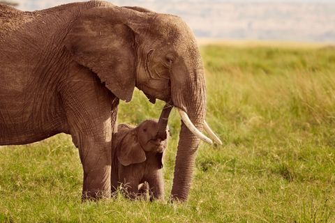 Elefantenkuh mit Baby