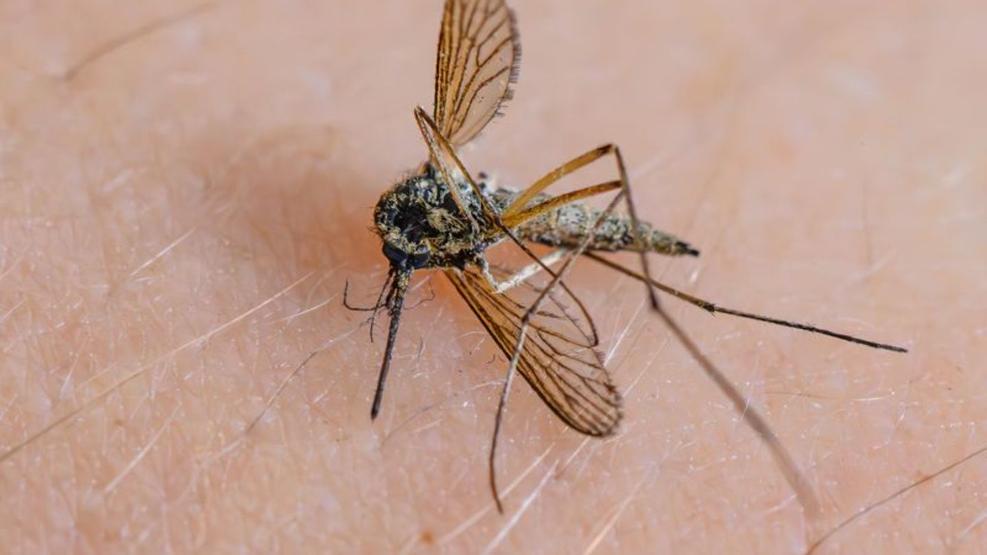 Insekten-Bislang-wenig-M-cken-aber-keine-Entwarnung-f-r-den-Sommer