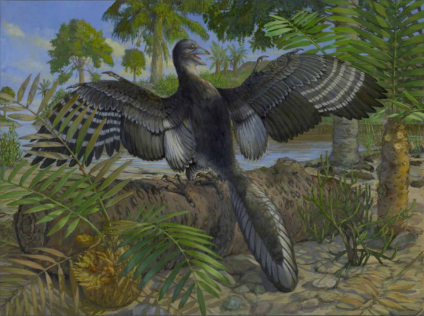 Zeichnung eines gefiederten Archaeopteryx
