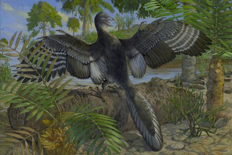 Zeichnung eines gefiederten Archaeopteryx