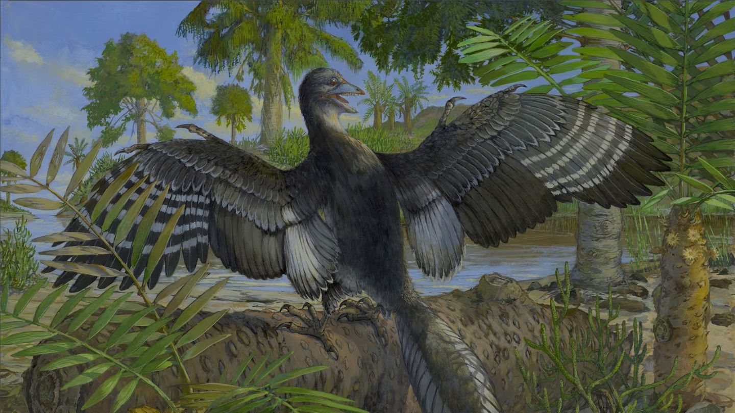 Pal-ontologie-Archaeopteryx-durchleuchtet-Analyse-offenbart-Neues-ber-das-Leben-des-Urvogels