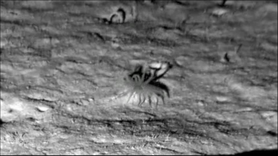 Meeresgrund: Seltene Anemone gefilmt – in 4000 Meter Tiefe