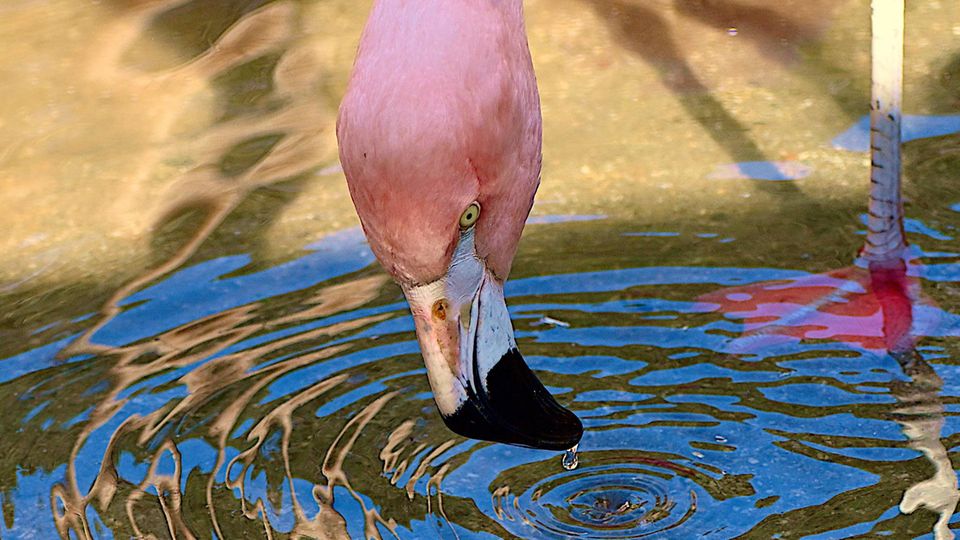 Der vorne abgeflachte Schnabel der Flamingos ermöglicht die raffinierte Jagdtechnik