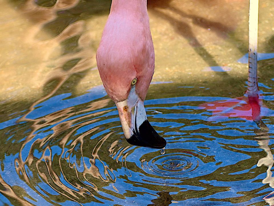 Raffinierte Räuber: Der vorne abgeflachte Schnabel der Flamingos ermöglicht die raffinierte Jagdtechnik Der vorne abgeflachte Schnabel der Flamingos ermöglicht die raffinierte Jagdtechnik