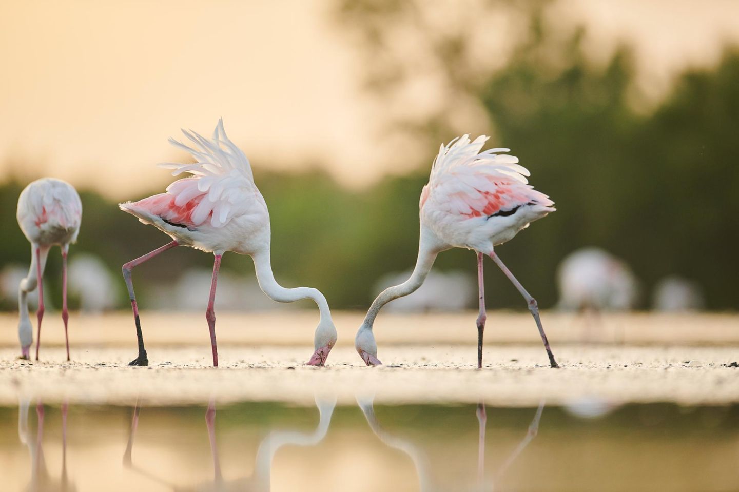 Flamingos in der Camargue