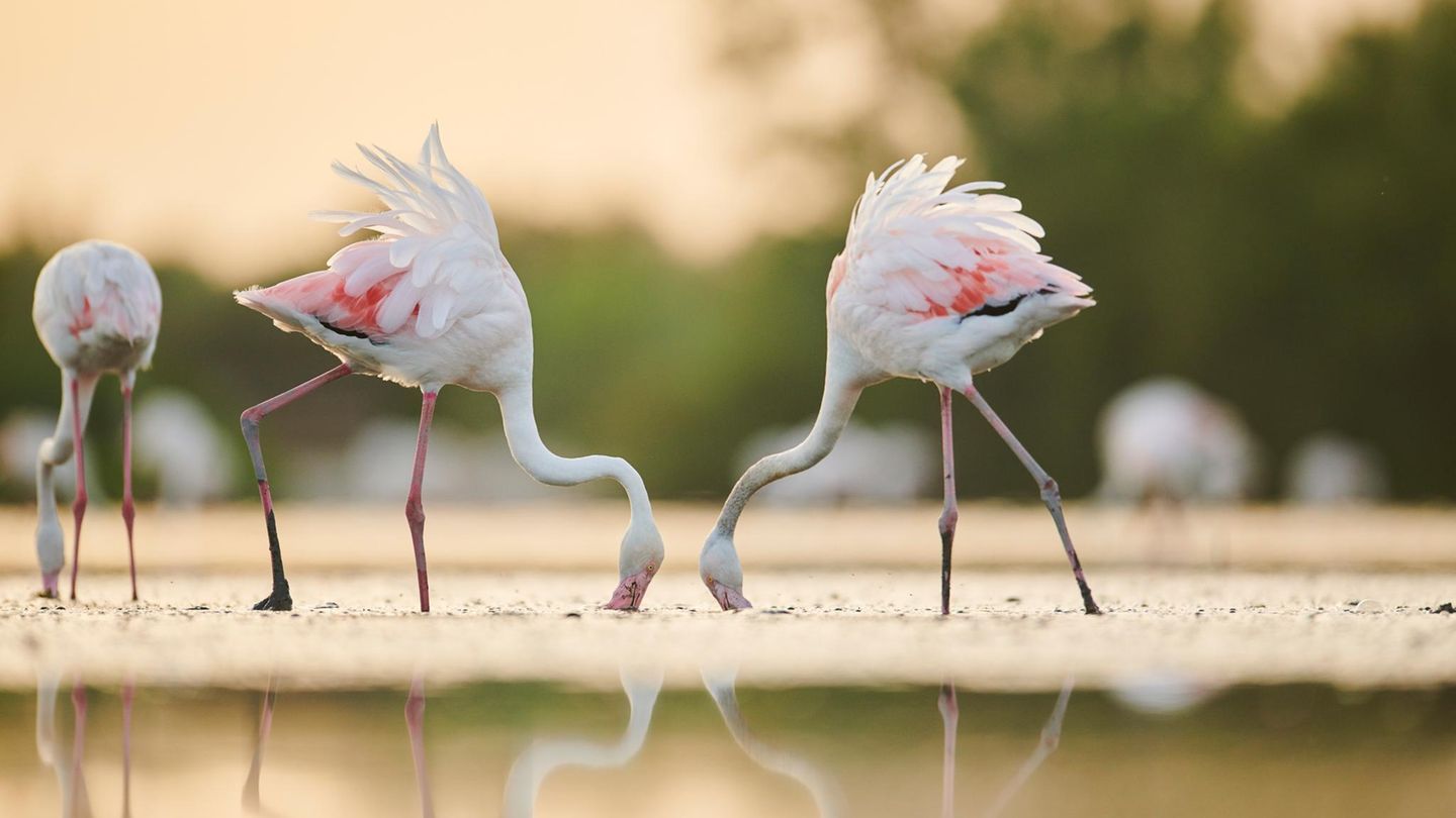 Raffinierte-R-uber-Flamingos-erzeugen-Unterwasser-Tornados-zum-Beutefang