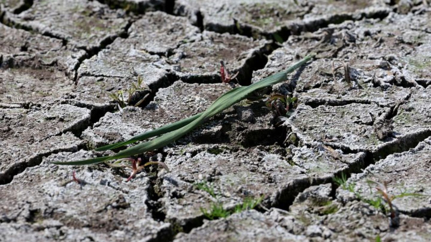 Nach-Wasser-lechzende-Pflanzen-Monate-fast-ohne-Regen-Droht-ein-schlimmer-D-rresommer-
