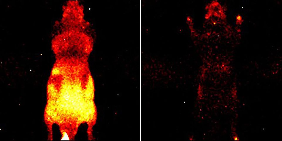 Aufnahme der von der Oberfläche einer lebenden (links) und einer toten (rechts) Maus abgestrahlten Photonen.   