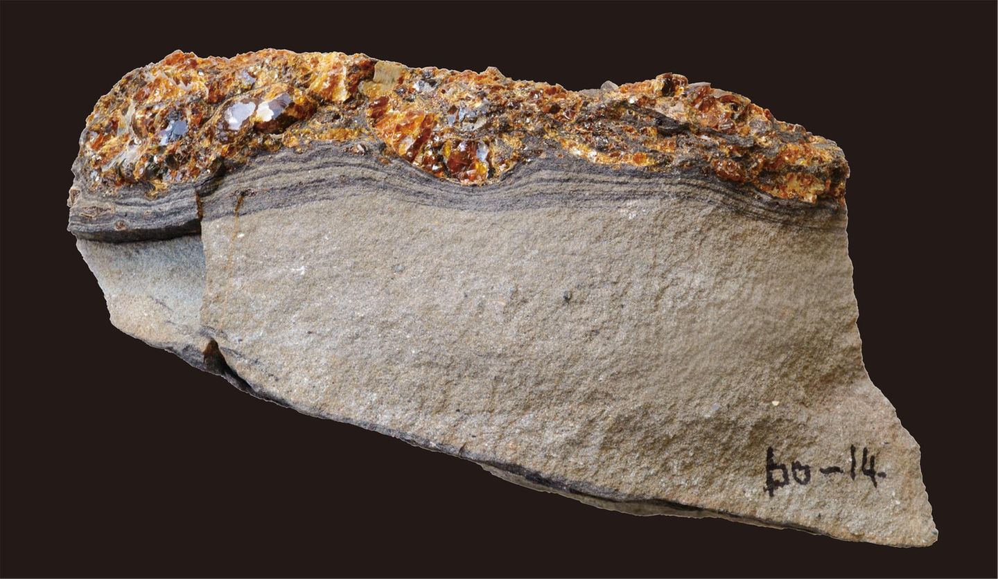 Gestein von der japanischen Insel Hokkaido: Der Bernstein (oben) schmiegt sich ans Sediment; das Harz war also noch formbar, als es auf den Meeresboden sank