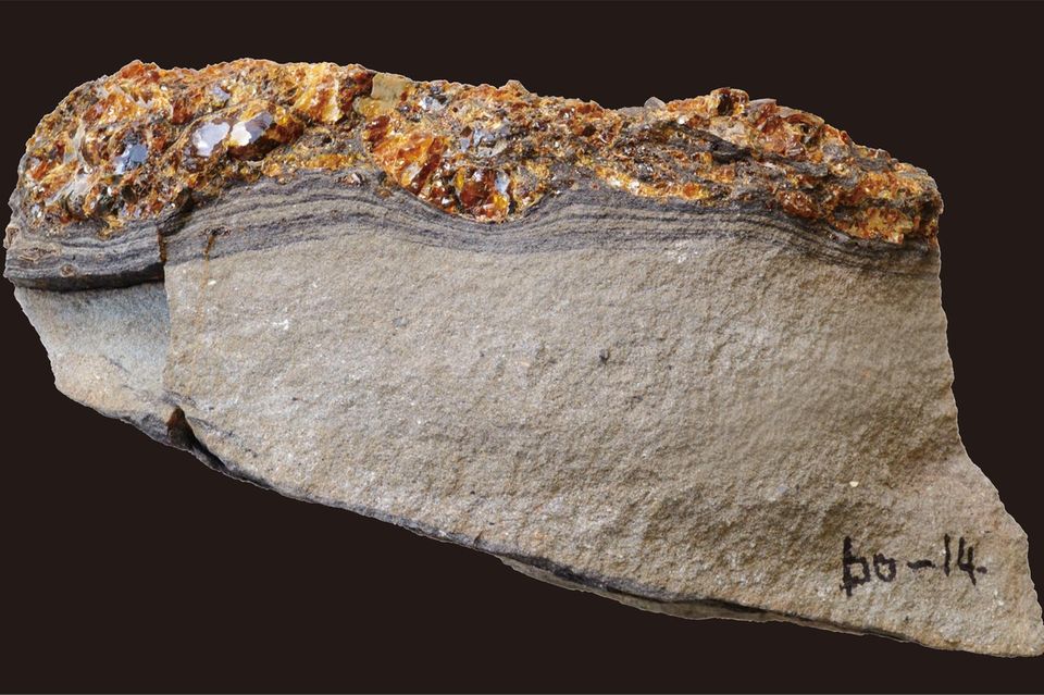 Gestein von der japanischen Insel Hokkaido: Der Bernstein (oben) schmiegt sich ans Sediment; das Harz war also noch formbar, als es auf den Meeresboden sank 1.7225