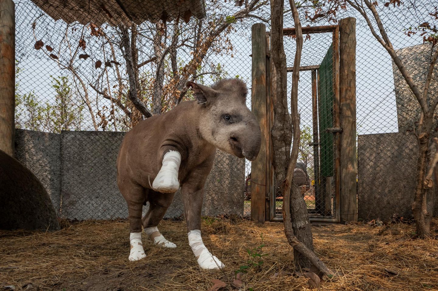 Schwer verbrannt und bewegungsunfähig wurde der junge Tapir im brasilianischen Pantanal geborgen – Opfer eines der verheerendsten Brände, die je in diesem einzigartigen Feuchtgebiet wüteten. Valente, "der Tapfere", wie ihn seine Retter nannten, kam monatelang in den Genuss von intensiver Pflege und war dafür in der Schutzzone der "Caiman Ecological Reserve" untergebracht. Sein Schicksal steht exemplarisch für die dramatischen Veränderungen im Pantanal: 2024 brannten mehr als 2,6 Millionen Hektar – ein Fünftel des gesamten Areals. Seit 1985 ist die Fläche dauerhaft überfluteter Gebiete um mehr als 80 Prozent geschrumpft.