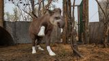 Schwer verbrannt und bewegungsunfähig wurde der junge Tapir im brasilianischen Pantanal geborgen – Opfer eines der verheerendsten Brände, die je in diesem einzigartigen Feuchtgebiet wüteten. Valente, "der Tapfere", wie ihn seine Retter nannten, kam monatelang in den Genuss von intensiver Pflege und war dafür in der Schutzzone der "Caiman Ecological Reserve" untergebracht. Sein Schicksal steht exemplarisch für die dramatischen Veränderungen im Pantanal: 2024 brannten mehr als 2,6 Millionen Hektar – ein Fünftel des gesamten Areals. Seit 1985 ist die Fläche dauerhaft überfluteter Gebiete um mehr als 80 Prozent geschrumpft.