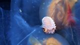 Wie auf einem treibenden Floß ruht eine kleine Papiernautilus-Dame auf einer Gruppe von Salpen im schwarzen Tiefenwasser vor Anilao auf den Philippinen. Während die Salpen, zarte Weichtiere des Planktons, mit der Strömung treiben, nutzt der Tintenfisch sie als mobilen Rastplatz – und als sicheren Ort zum Schutz seiner Eier, die er behutsam in seinem zerbrechlichen, papierdünnen Gehäuse trägt. Diese ungewöhnliche Begegnung offenbart die Raffinesse mariner Lebensformen: In der Weite des offenen Ozeans entstehen flüchtige Allianzen, die zugleich Überleben und Fortpflanzung ermöglichen – ein Zeugnis zudem für die gelebte Anpassungsfähigkeit im Meer.