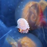 Wie auf einem treibenden Floß ruht eine kleine Papiernautilus-Dame auf einer Gruppe von Salpen im schwarzen Tiefenwasser vor Anilao auf den Philippinen. Während die Salpen, zarte Weichtiere des Planktons, mit der Strömung treiben, nutzt der Tintenfisch sie als mobilen Rastplatz – und als sicheren Ort zum Schutz seiner Eier, die er behutsam in seinem zerbrechlichen, papierdünnen Gehäuse trägt. Diese ungewöhnliche Begegnung offenbart die Raffinesse mariner Lebensformen: In der Weite des offenen Ozeans entstehen flüchtige Allianzen, die zugleich Überleben und Fortpflanzung ermöglichen – ein Zeugnis zudem für die gelebte Anpassungsfähigkeit im Meer.