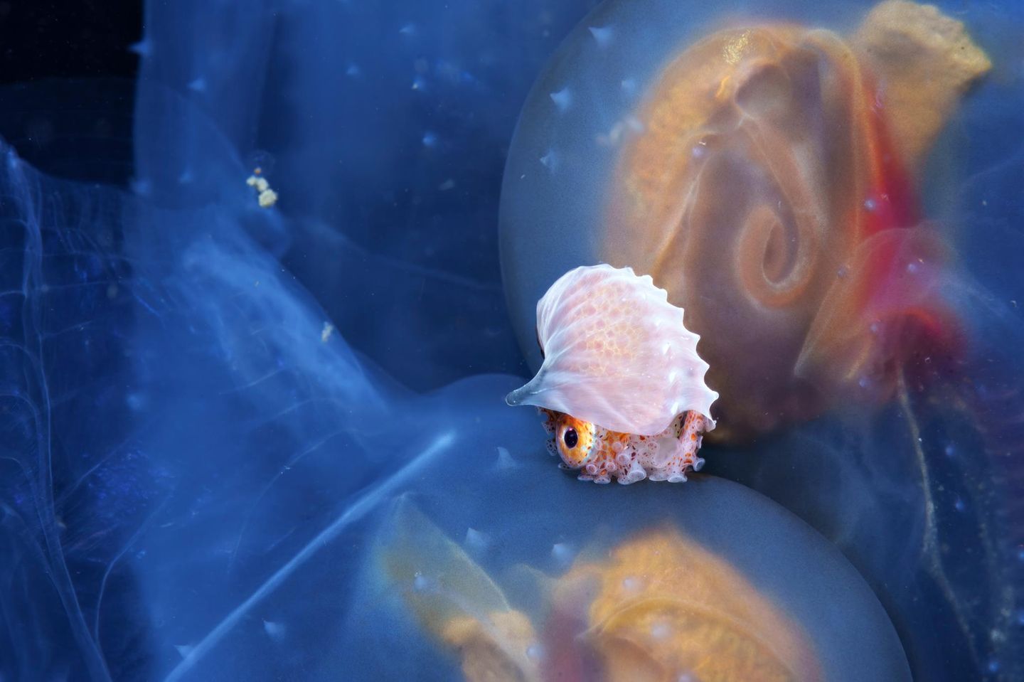 Wie auf einem treibenden Floß ruht eine kleine Papiernautilus-Dame auf einer Gruppe von Salpen im schwarzen Tiefenwasser vor Anilao auf den Philippinen. Während die Salpen, zarte Weichtiere des Planktons, mit der Strömung treiben, nutzt der Tintenfisch sie als mobilen Rastplatz – und als sicheren Ort zum Schutz seiner Eier, die er behutsam in seinem zerbrechlichen, papierdünnen Gehäuse trägt. Diese ungewöhnliche Begegnung offenbart die Raffinesse mariner Lebensformen: In der Weite des offenen Ozeans entstehen flüchtige Allianzen, die zugleich Überleben und Fortpflanzung ermöglichen – ein Zeugnis zudem für die gelebte Anpassungsfähigkeit im Meer.