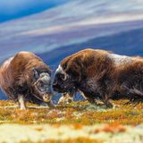 Ein ungewöhnlicher Moment im norwegischen Dovrefjell-Nationalpark: Zwei Moschusochsenkühe liefern sich ein kraftvolles Duell – ein Verhalten, das man sonst nur von Männchen während der Paarungszeit kennt. Die Begegnung zweier Herden auf einem Hügelgipfel führte zu dieser überraschenden Auseinandersetzung, während der Bulle der einen Gruppe kampflos das Feld räumte. Das Bild wirft Fragen auf, bleibt rätselhaft – und verschafft uns zugleich einen eindrucksvollen Einblick in das Sozialverhalten dieser urzeitlich wirkenden Tiere.