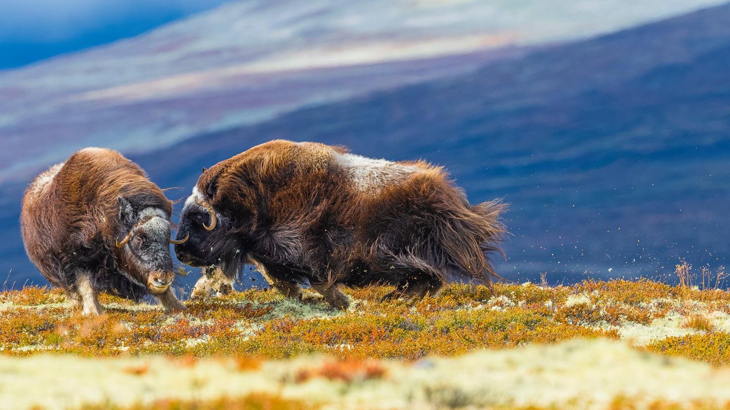 Ein ungewöhnlicher Moment im norwegischen Dovrefjell-Nationalpark: Zwei Moschusochsenkühe liefern sich ein kraftvolles Duell – ein Verhalten, das man sonst nur von Männchen während der Paarungszeit kennt. Die Begegnung zweier Herden auf einem Hügelgipfel führte zu dieser überraschenden Auseinandersetzung, während der Bulle der einen Gruppe kampflos das Feld räumte. Das Bild wirft Fragen auf, bleibt rätselhaft – und verschafft uns zugleich einen eindrucksvollen Einblick in das Sozialverhalten dieser urzeitlich wirkenden Tiere.