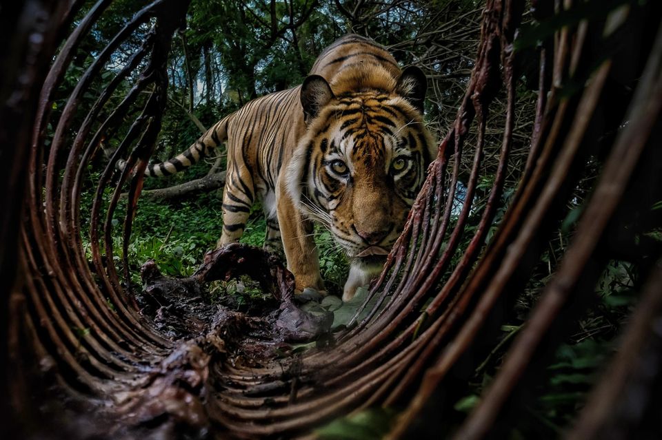 Leise und wachsam streift ein Sumatra-Tiger durch den indonesischen Regenwald und passiert einen Kadaver – ein Sinnbild für die Bedrohung der Spezies. Mit weniger als 400 frei lebenden Tieren ist Panthera tigris sumatrae die letzte existierende Tiger-(Unter-)Art Südostasiens; seine Verwandten auf Java und Bali sind bereits ausgestorben. Der dramatische Rückgang von 95  Prozent der weltweiten Tigerpopulation in nur einem Jahrhundert ist vor allem auf den Verlust an Biotopen und auf Wilderei zurückzuführen. Seit 2009 gilt auch der Sumatra-Tiger als "vom Aussterben bedroht" – ein letzter Wächter in einem schrumpfenden Reich. 1.5004
