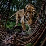 Leise und wachsam streift ein Sumatra-Tiger durch den indonesischen Regenwald und passiert einen Kadaver – ein Sinnbild für die Bedrohung der Spezies. Mit weniger als 400 frei lebenden Tieren ist Panthera tigris sumatrae die letzte existierende Tiger-(Unter-)Art Südostasiens; seine Verwandten auf Java und Bali sind bereits ausgestorben. Der dramatische Rückgang von 95  Prozent der weltweiten Tigerpopulation in nur einem Jahrhundert ist vor allem auf den Verlust an Biotopen und auf Wilderei zurückzuführen. Seit 2009 gilt auch der Sumatra-Tiger als "vom Aussterben bedroht" – ein letzter Wächter in einem schrumpfenden Reich.