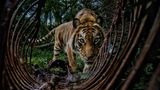 Leise und wachsam streift ein Sumatra-Tiger durch den indonesischen Regenwald und passiert einen Kadaver – ein Sinnbild für die Bedrohung der Spezies. Mit weniger als 400 frei lebenden Tieren ist Panthera tigris sumatrae die letzte existierende Tiger-(Unter-)Art Südostasiens; seine Verwandten auf Java und Bali sind bereits ausgestorben. Der dramatische Rückgang von 95  Prozent der weltweiten Tigerpopulation in nur einem Jahrhundert ist vor allem auf den Verlust an Biotopen und auf Wilderei zurückzuführen. Seit 2009 gilt auch der Sumatra-Tiger als "vom Aussterben bedroht" – ein letzter Wächter in einem schrumpfenden Reich.