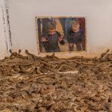 Dicht an dicht drängen sich Hunderte Westliche Diamant-Klapperschlangen in einer Grube – einige ersticken, während Kinder sie betrachten. Die Szene stammt vom alljährlichen "Rattlesnake Round-up" in Sweetwater, Texas, einem seit 1958 bestehenden "Spektakel". Die aus der Wildnis gefangenen Tiere werden vermessen, ihr Geschlecht bestimmt, das Gift extrahiert – anschließend tötet man sie, um Haut, Fleisch und Organe zu verwerten. Das Bild wirft einen schonungslosen Blick auf eine Tradition, die unter dem Deckmantel des Brauchtums massive Eingriffe in die Natur rechtfertigen soll.