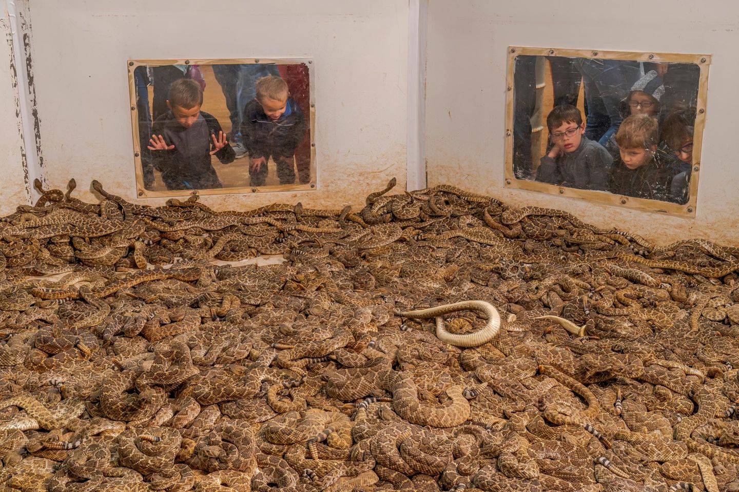 Kein Platz, keine Luft Dicht an dicht drängen sich Hunderte Westliche Diamant-Klapperschlangen in einer Grube – einige ersticken, während Kinder sie betrachten. Die Szene stammt vom alljährlichen "Rattlesnake Round-up" in Sweetwater, Texas, einem seit 1958 bestehenden "Spektakel". Die aus der Wildnis gefangenen Tiere werden vermessen, ihr Geschlecht bestimmt, das Gift extrahiert – anschließend tötet man sie, um Haut, Fleisch und Organe zu verwerten. Das Bild wirft einen schonungslosen Blick auf eine Tradition, die unter dem Deckmantel des Brauchtums massive Eingriffe in die Natur rechtfertigen soll.