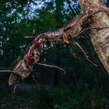 Zwei männliche Hirschkäfer liefern sich ein kurzes, spektakuläres Ringen auf einem Eichenast nahe Florenz – ein archaischer Tanz der Rivalität zur Paarungszeit. Mithilfe ihrer eindrucksvollen Fortsätze zanken sie sich um Weibchen und versuchen, ihre Kontrahenten zu Boden zu werfen, wobei sie einander meist nicht verletzen. Größere, bis zu acht Zentimeter lange Männchen haben oft die besseren Chancen – Ergebnis einer längeren Larvenentwicklung und günstiger Veranlagung. Doch trotz ihrer Kraft sind Hirschkäfer verletzlich: Der Verlust von Totholz durch Waldnutzung und "Säuberung" zerstört ihre Welt. Ihr Auftritt im Sommer dauert nur wenige Tage – und ist, wie dieses Bild, ein seltenes Geschenk.