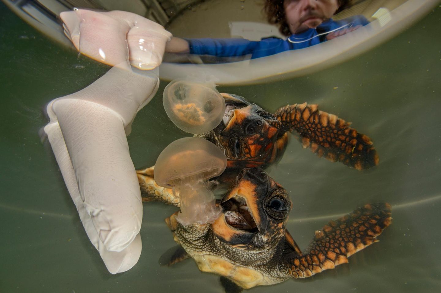 Trainingstag Eine junge Unechte Karettschildkröte begegnet zum ersten Mal einer Qualle, in Wirklichkeit eine gezielte Übung im Rahmen eines Rettungsprogramms im spanischen Valencia. In der "Fundación Oceanogràfic" bereiten Biologinnen und Tierärzte die im Sommer geschlüpften Tiere auf ein Leben im offenen Meer vor. Neben künstlicher Nahrung erhalten sie gezüchtete Quallen, um ihr Jagdverhalten zu fördern. Doch so sorgfältig die Vorbereitung auch ist: Draußen im Ozean lauert die Gefahr tödlicher Verwechslung, zwischen echter Beute und treibendem Plastik. Dieses Bild steht für die Hoffnung auf Überleben – und für die Grenzen menschlicher Fürsorge in einer bedrohten Welt.