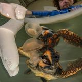 Eine junge Unechte Karettschildkröte begegnet zum ersten Mal einer Qualle, in Wirklichkeit eine gezielte Übung im Rahmen eines Rettungsprogramms im spanischen Valencia. In der "Fundación Oceanogràfic" bereiten Biologinnen und Tierärzte die im Sommer geschlüpften Tiere auf ein Leben im offenen Meer vor. Neben künstlicher Nahrung erhalten sie gezüchtete Quallen, um ihr Jagdverhalten zu fördern. Doch so sorgfältig die Vorbereitung auch ist: Draußen im Ozean lauert die Gefahr tödlicher Verwechslung, zwischen echter Beute und treibendem Plastik. Dieses Bild steht für die Hoffnung auf Überleben – und für die Grenzen menschlicher Fürsorge in einer bedrohten Welt.