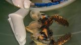 Eine junge Unechte Karettschildkröte begegnet zum ersten Mal einer Qualle, in Wirklichkeit eine gezielte Übung im Rahmen eines Rettungsprogramms im spanischen Valencia. In der "Fundación Oceanogràfic" bereiten Biologinnen und Tierärzte die im Sommer geschlüpften Tiere auf ein Leben im offenen Meer vor. Neben künstlicher Nahrung erhalten sie gezüchtete Quallen, um ihr Jagdverhalten zu fördern. Doch so sorgfältig die Vorbereitung auch ist: Draußen im Ozean lauert die Gefahr tödlicher Verwechslung, zwischen echter Beute und treibendem Plastik. Dieses Bild steht für die Hoffnung auf Überleben – und für die Grenzen menschlicher Fürsorge in einer bedrohten Welt.