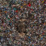 Ein Elefant bahnt sich seinen Weg durch einen Ozean aus Müll im Osten Sri Lankas. Dieses eindrucksvoll verstörende Motiv zeigt die dramatischen Folgen der Verschmutzung für die Biosphäre: Auf der Suche nach Nahrung nähern sich die Tiere immer häufiger auch den Müllhalden – was ihre Gesundheit gefährdet und Konflikte mit den Menschen heraufbeschwört. Das Foto erinnert daran, wie wichtig es ist, das Thema "Abfall" neu zu denken. Und wie entscheidend, Tiere und Pflanzen besser zu schützen.   