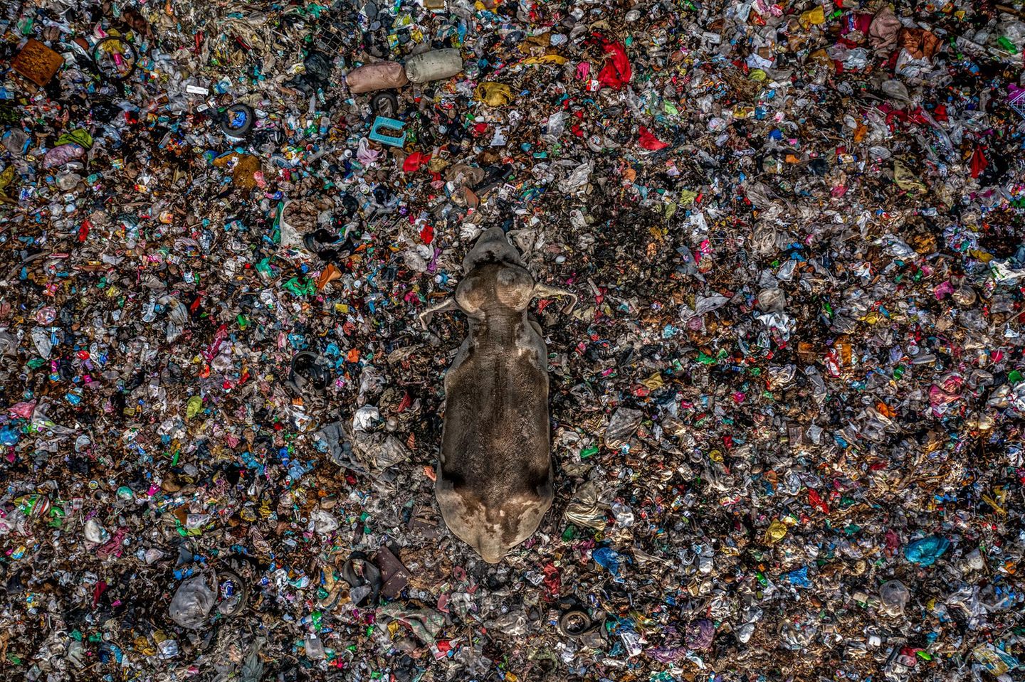 Ein Elefant bahnt sich seinen Weg durch einen Ozean aus Müll im Osten Sri Lankas. Dieses eindrucksvoll verstörende Motiv zeigt die dramatischen Folgen der Verschmutzung für die Biosphäre: Auf der Suche nach Nahrung nähern sich die Tiere immer häufiger auch den Müllhalden – was ihre Gesundheit gefährdet und Konflikte mit den Menschen heraufbeschwört. Das Foto erinnert daran, wie wichtig es ist, das Thema "Abfall" neu zu denken. Und wie entscheidend, Tiere und Pflanzen besser zu schützen.   