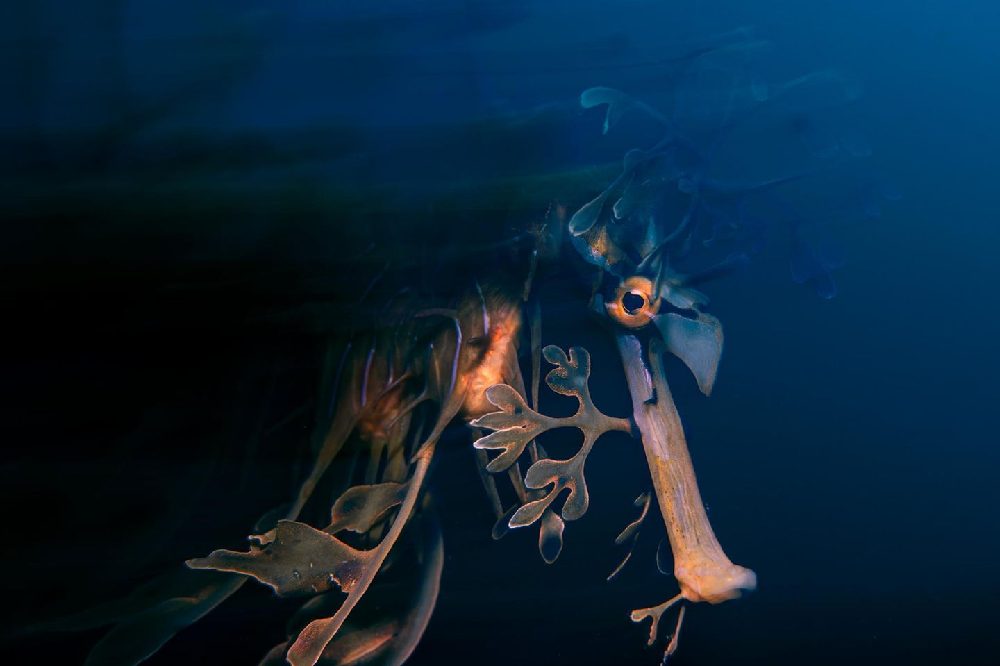 Anmutig schwebt ein Blatt-Seepferdchen unter einem Steg von Rapid Bay in Südaustralien. Mit seinen blattartigen Anhängseln tarnt es sich meisterhaft zwischen Seegras und Algen – ein begehrenswertes Motiv für jeden Unterwasserfotografen. Rapid Bay zählt zu den wenigen Orten weltweit, an denen Tauchende dieses geheimnisvolle Wesen in freier Natur erleben können. Die Präsenz der Spezies zeugt von der Bedeutung intakter Ökosysteme – und mahnt den dringenden Schutz solcher Unterwasseroasen an, für  bezaubernd zerzauste Wesen wie das Seepferdchen, aber auch für kommende Generationen.